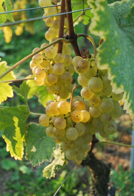 chasselas